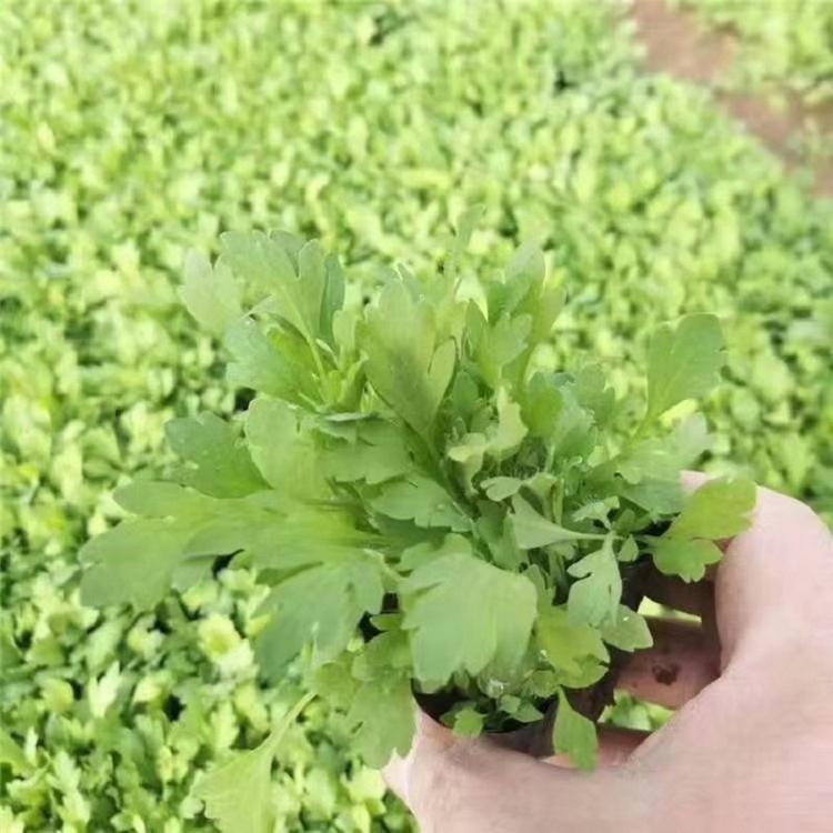 种植冰岛虞美人小苗批发基地小苗虞美人