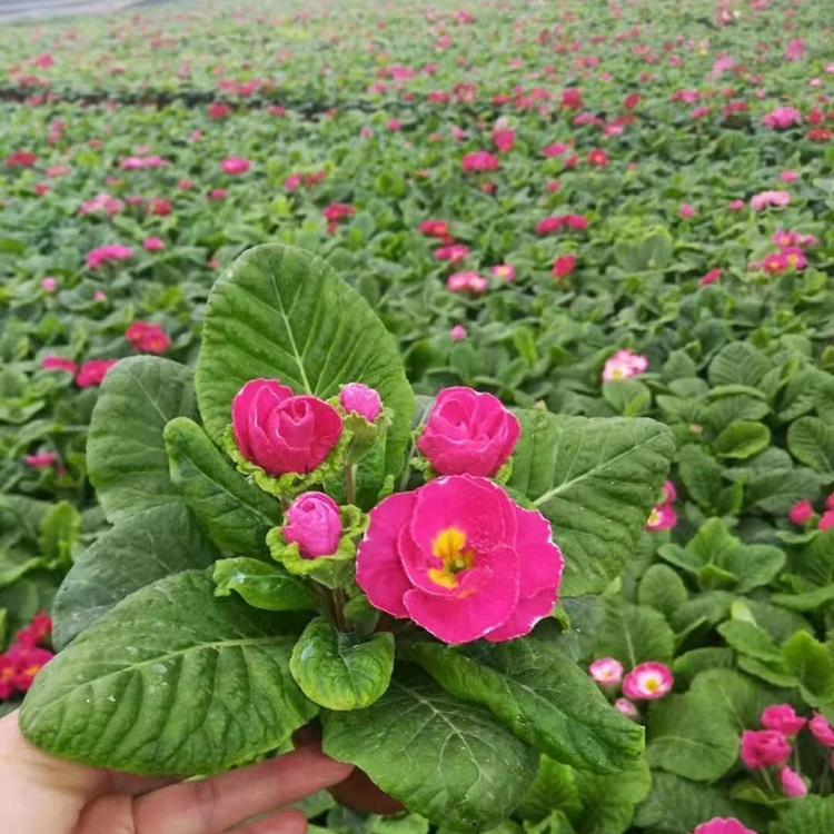 租摆草花报春花  耐寒草花价格  盆栽草花报春花批发