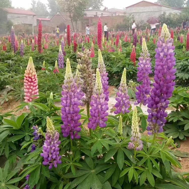 基地批发小苗羽扇豆种植羽扇豆小苗羽扇豆种植生产
