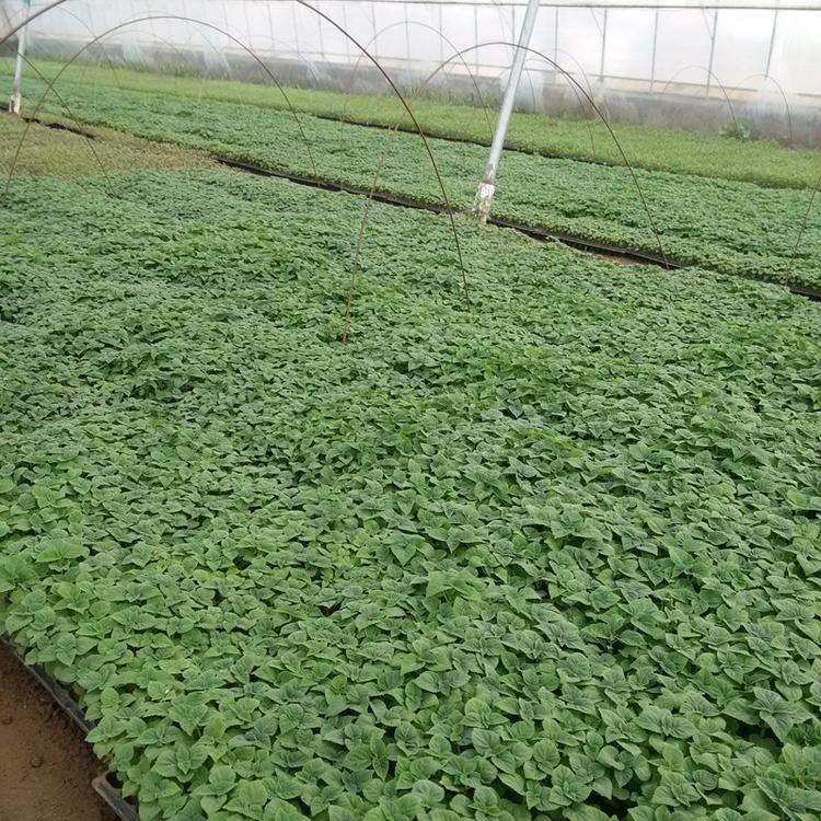 一串红小苗种植