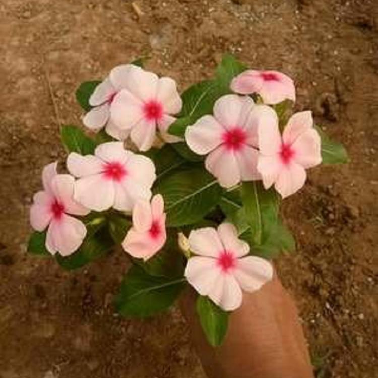 天天开小苗批发基地小苗