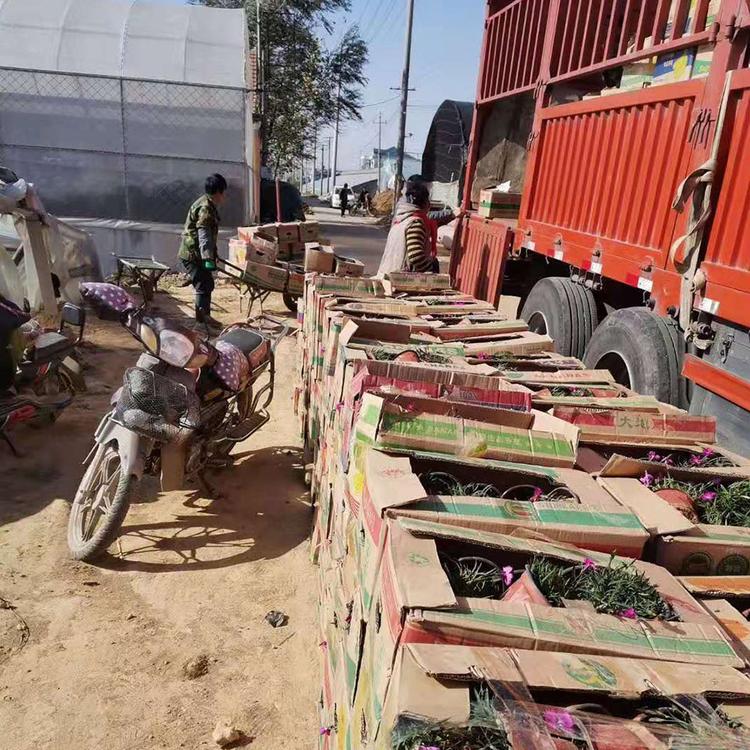 口碑不错的欧石竹批发商 青州森木_基地种植欧石竹