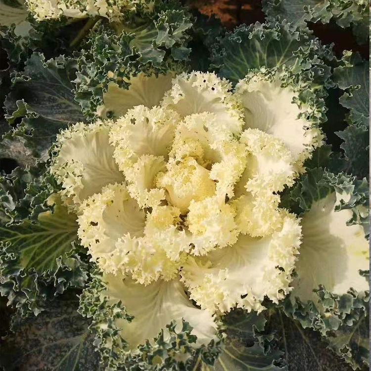 羽衣甘蓝盆栽价钱 山东羽衣甘蓝种植基地