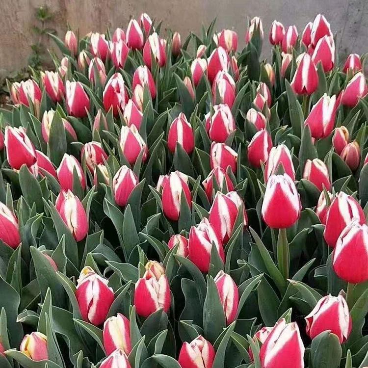 郁金香批发  郁金香种植基地  郁金香价格
