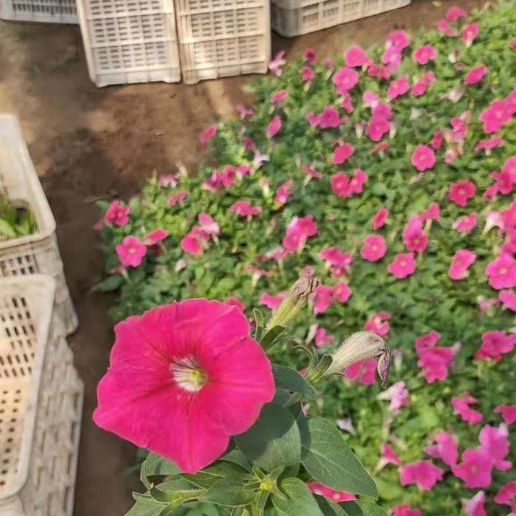 立体花坛租摆用 矮牵牛 多种花色 青州矮牵牛小苗批发