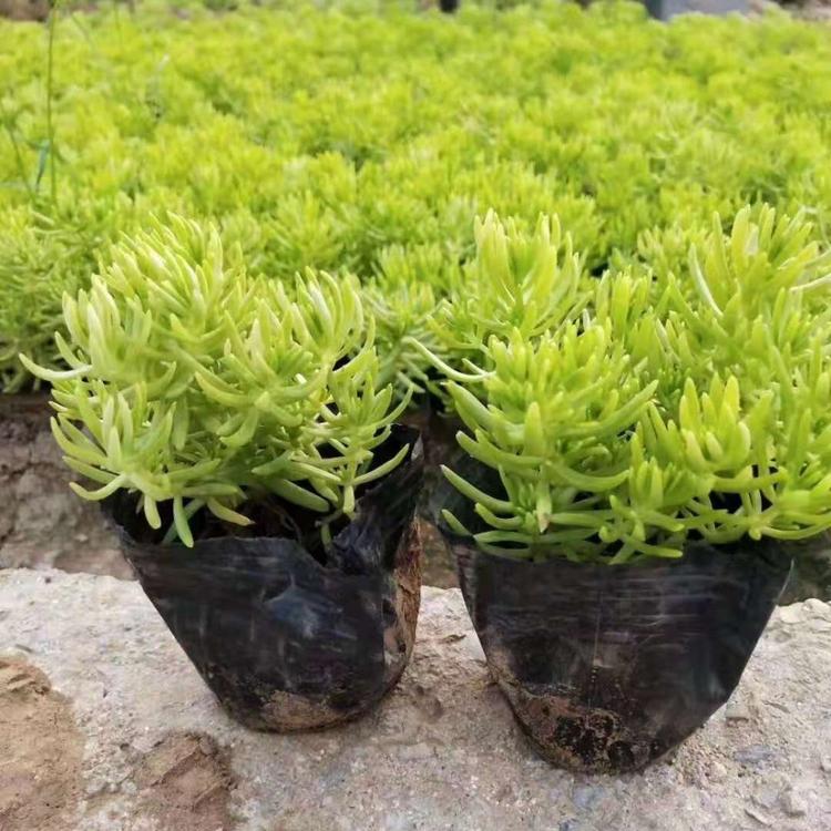 山东优质佛甲草直销基地
