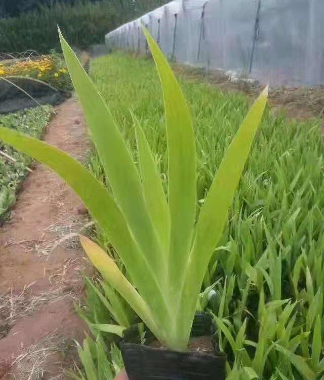 青州兰花鸢尾  种植基地大量供货