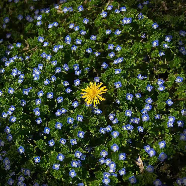 宿根婆婆纳花圃基地直销