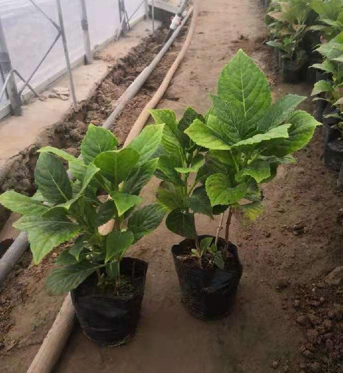 八仙花 绣球基地  八仙花价格 绣球价格  八仙花绣球报价 子锐花卉