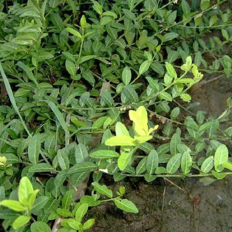 批发小叶扶芳藤小苗