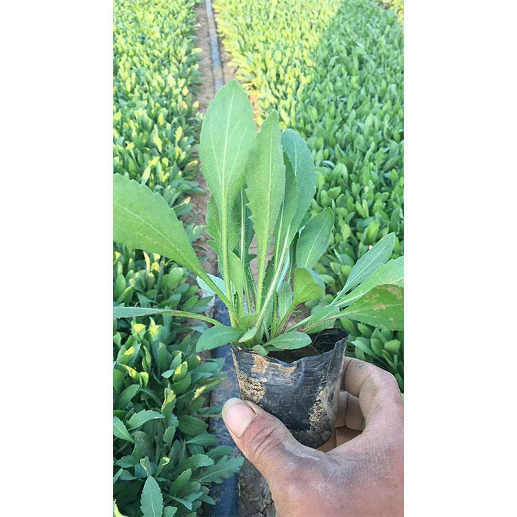 天人菊小苗   天人菊小苗   天人菊小苗
