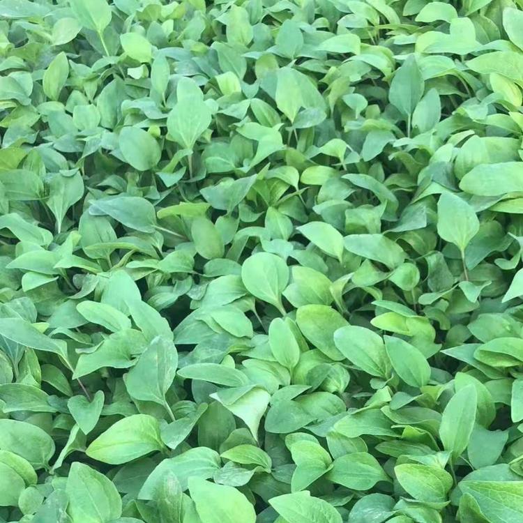 青州优质松果菊  直销处松果菊价格