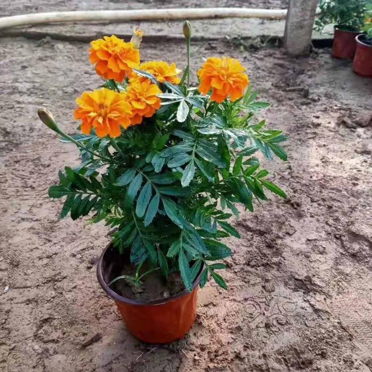 青州直销孔雀草花海  孔雀草