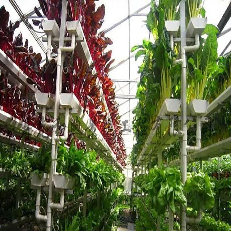 无土栽培  植物无土栽培厂区建设 和煦品牌无土栽培