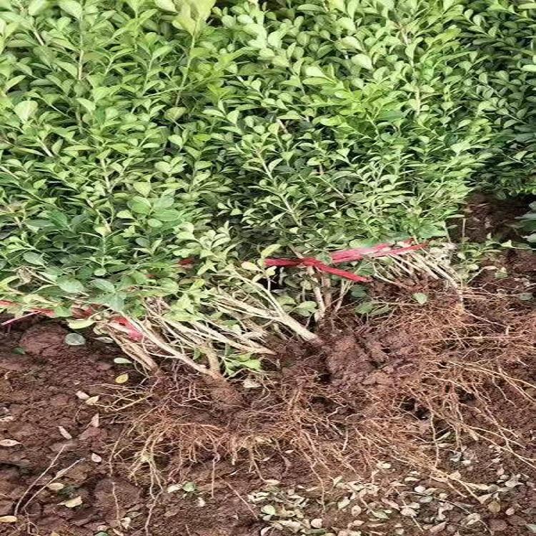 自家冬青小苗种植零售批发冬青小苗冬青小苗