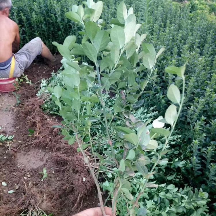 种植卫矛小苗批发基地卫矛小苗