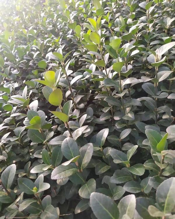 批发卫矛小苗自家种植卫矛小苗
