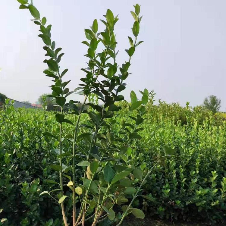 批发卫矛小苗自家基地种植卫矛小苗