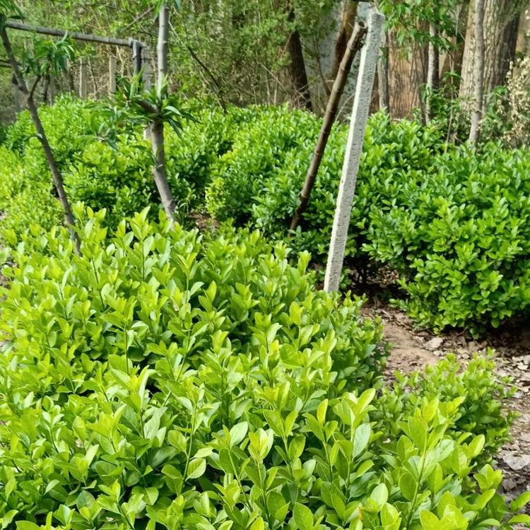 卫矛小苗批发小苗基地卫矛小苗自家基地种植卫矛小苗