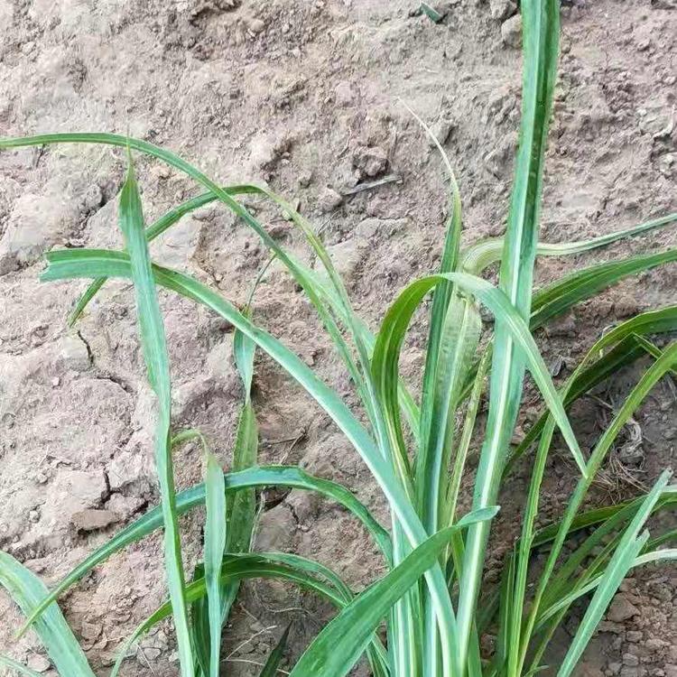 蛇鞭菊供应商山东青州蛇鞭菊