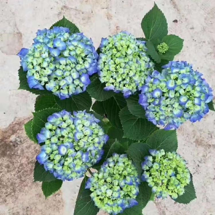 绣球青州黄楼绣球直销处