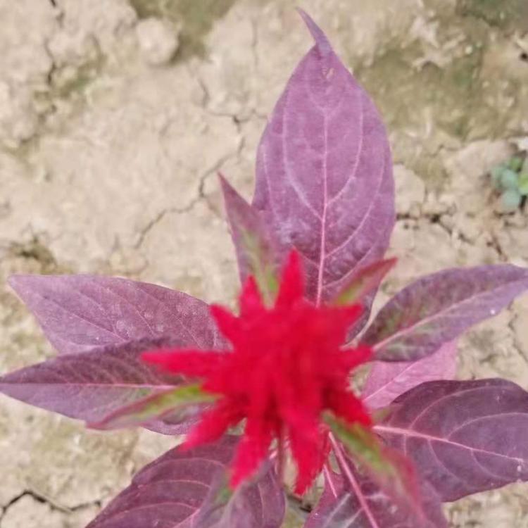 优质一支笔山东青州花卉基地一支笔