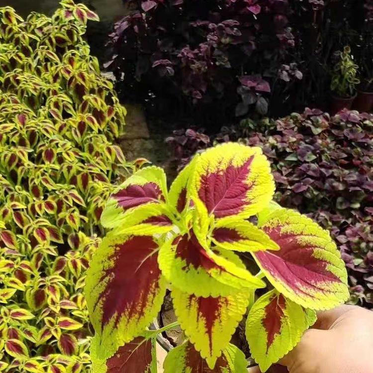 青州草花系列彩叶直销基地