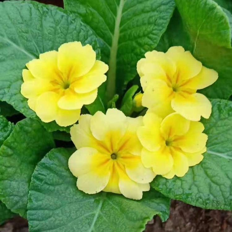 批发报春花青州花卉四季报春花