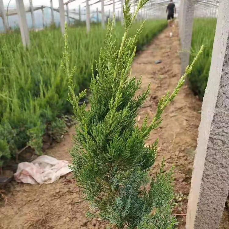 山东批发小龙柏小苗