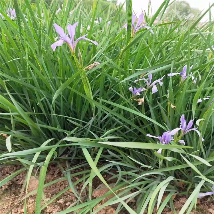 基地种植马莲