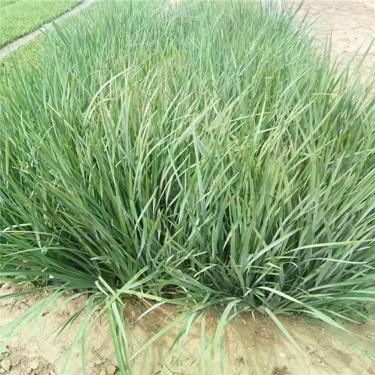 基地种植马莲小苗批发马莲小苗基地