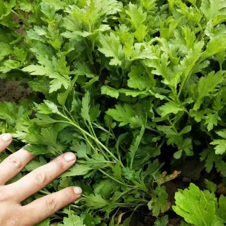 批发基地地被菊小苗
