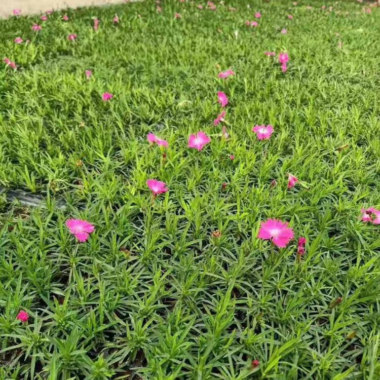 青州黄楼欧石竹穴盘苗基地