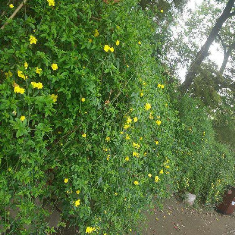 迎春小苗批发基地；批发迎春小苗基地
