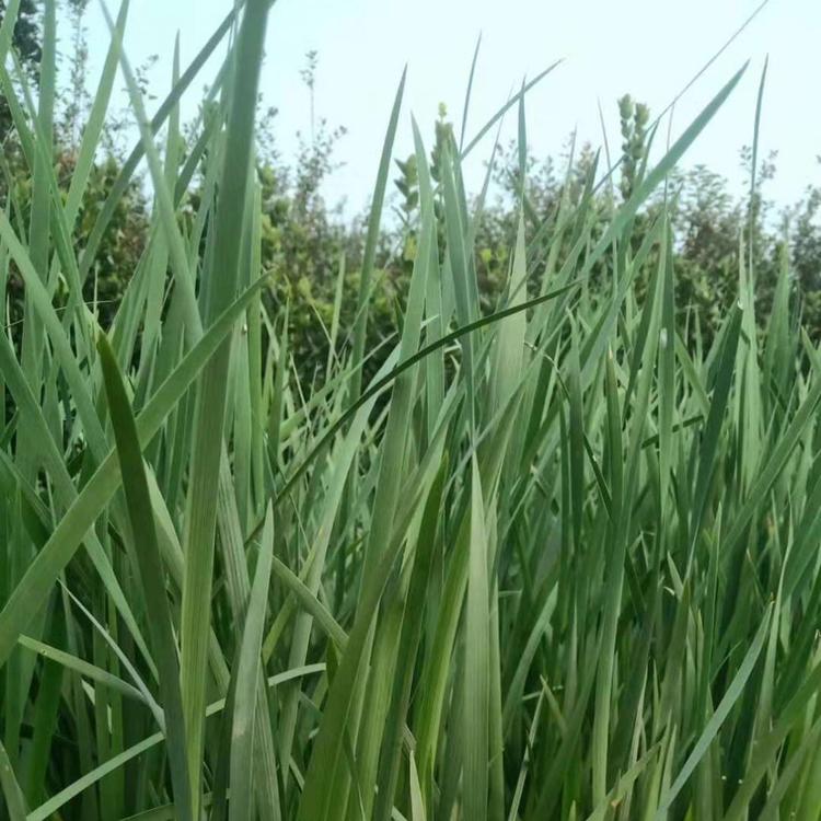 青州马兰供应商   马兰种植基地