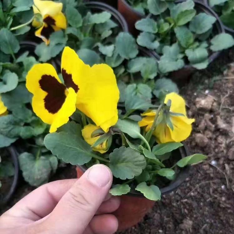 山东青州花卉三色堇供应商 三色堇