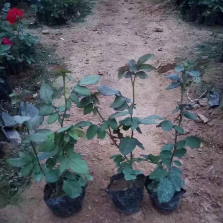 山东潍坊青州 批发基地 销售地被月季小苗批发基地 地被月季小苗批发 工程苗