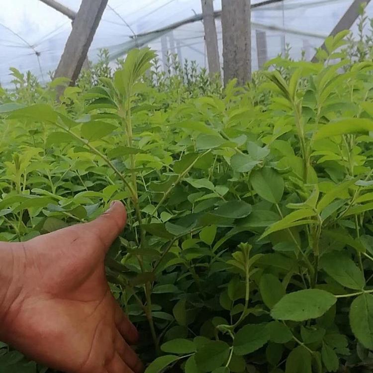 四季玫瑰小苗批发基地 山东基地潍坊直销青州四季玫瑰 种植玫瑰