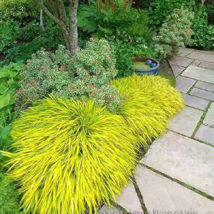 狼尾草观赏草 小区绿化用狼尾草 狼尾草种植基地—顺和花卉