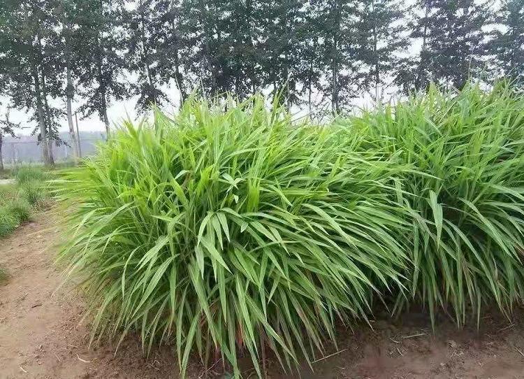 山东观赏草批发  青州草花价格  草花批发商