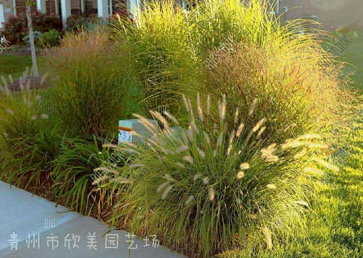 大量批发观赏草 观赏草供应商 观赏草批发价