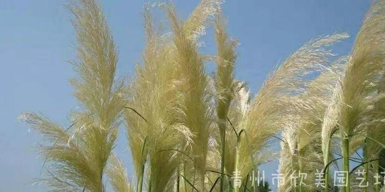 斑叶芒观赏草 青州绿化用斑叶芒批发 各类观赏草种植基地