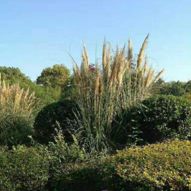 斑叶芒小苗批发 湿地绿化观赏草 观赏草市场 斑叶芒苗木