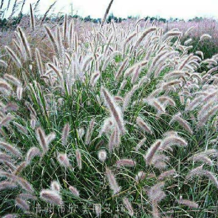 细叶芒 观赏草 细叶芒批发 细叶芒 细叶芒厂家