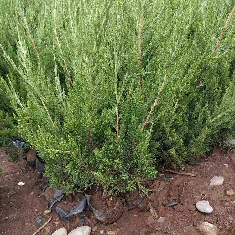 山东小龙柏批发 大量供应小龙柏 基地直销小龙柏杯苗  欣美花卉