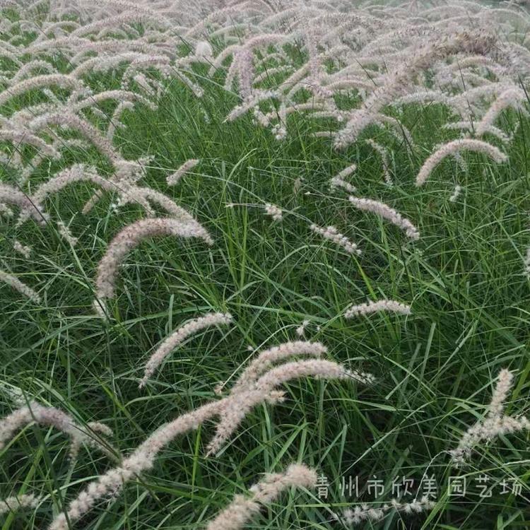 观赏草供应商 班叶芒价格 弥合细叶芒基地 欣美