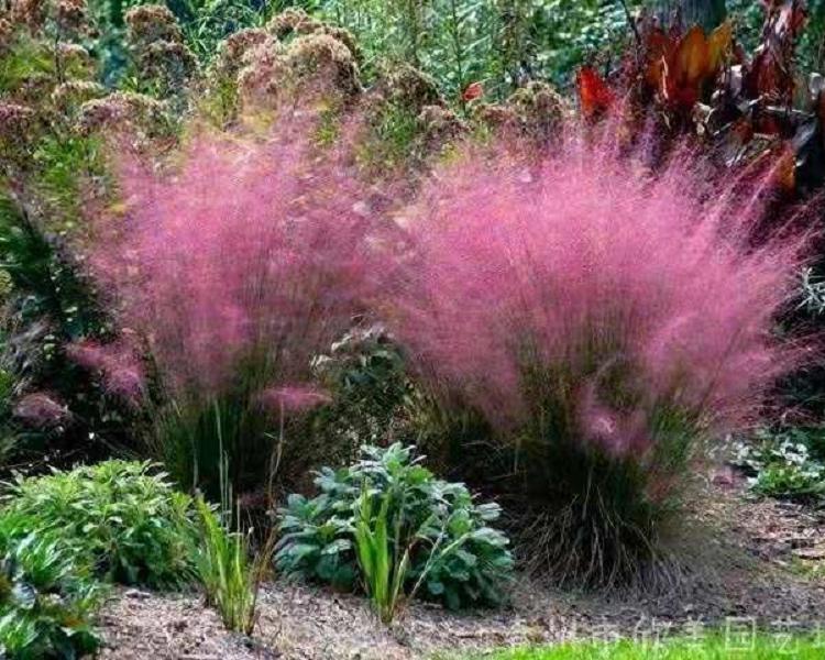 花架租摆观赏草 班叶芒批发 紫叶狼尾草批发 矮蒲苇