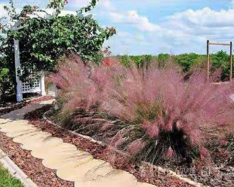 晨光芒种植基地 观赏草批发 紫叶狼尾草价格 矮蒲苇苗