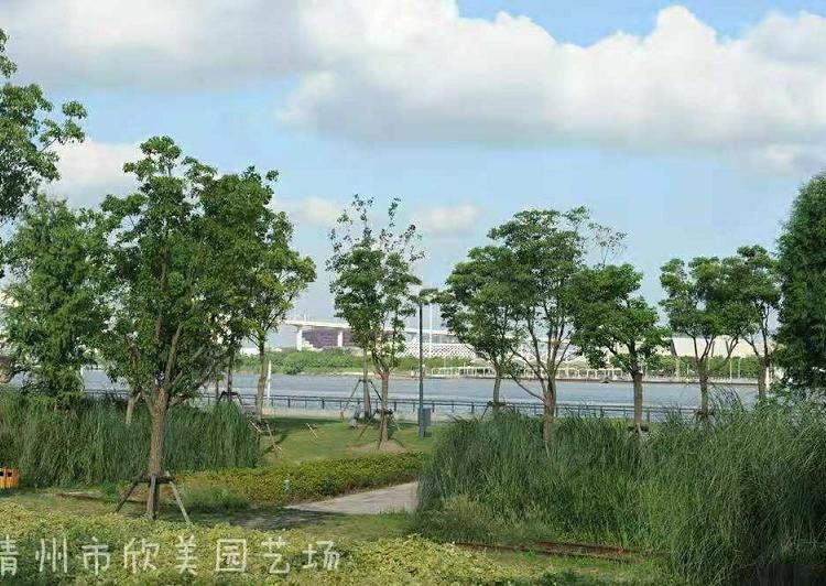青州草花批发-花叶芒观赏草批发-草花种植基地-