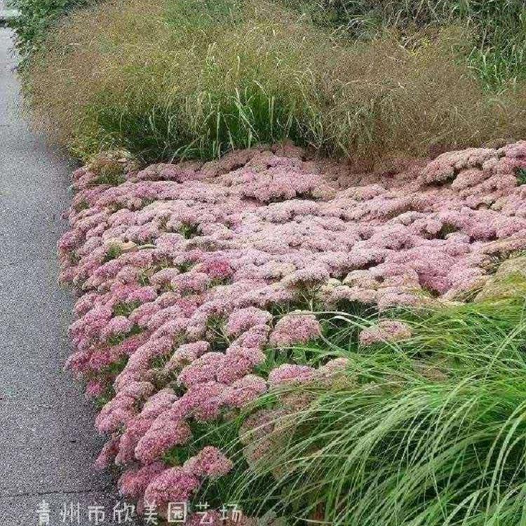 山东做花海的宿根草花批发基地-青州草花价格 狼尾草价格